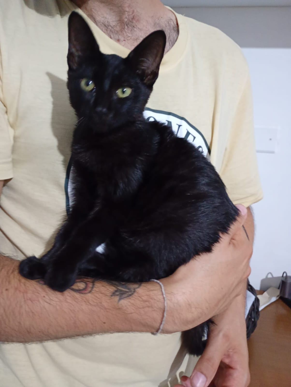 Foto 2 di Nyx, gatto Europeo in adozione