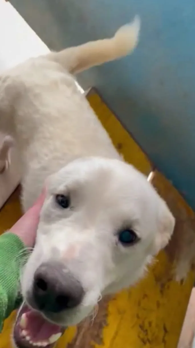 Loden, cane meticcio in adozione a Frosinone - foto 4