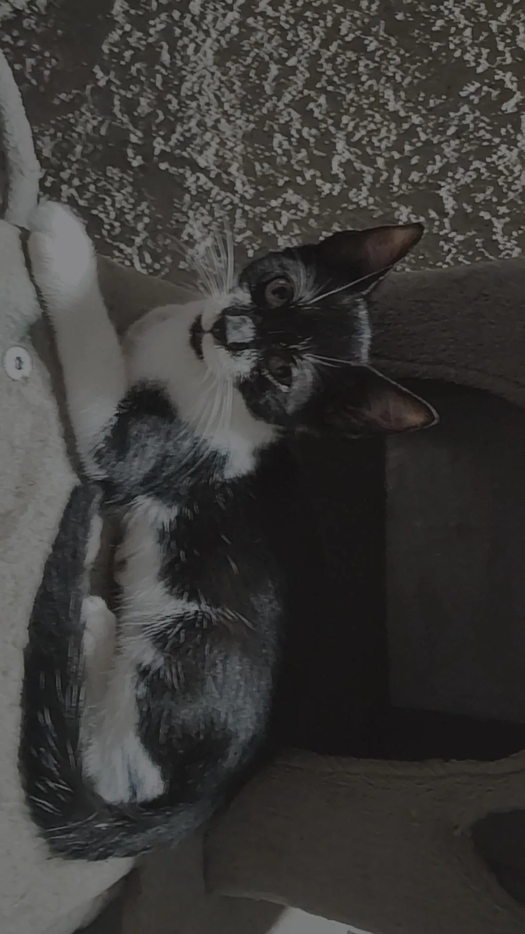 Silvestro, gatto Europeo in adozione a Trapani - foto 3