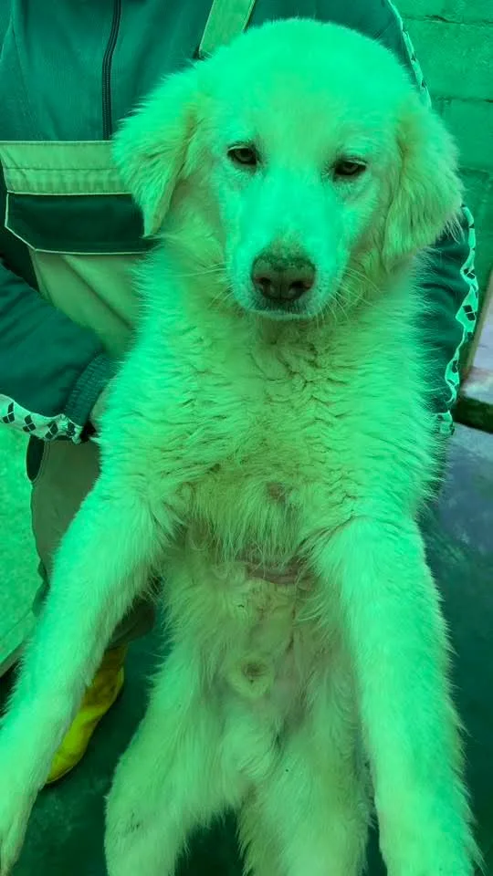 Teo, cane Meticcio in adozione a Siracusa - foto 2