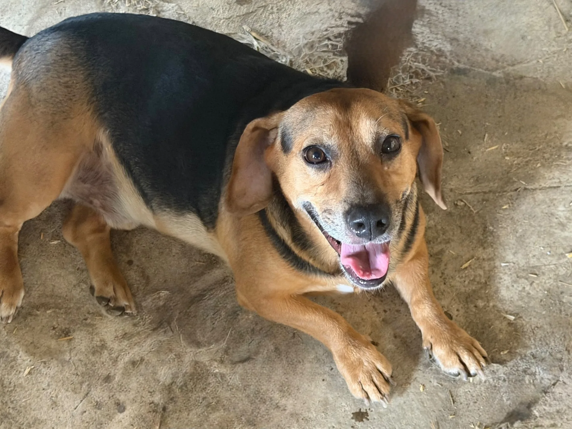 CIRO, cane Meticcio in adozione a Trapani - foto 1