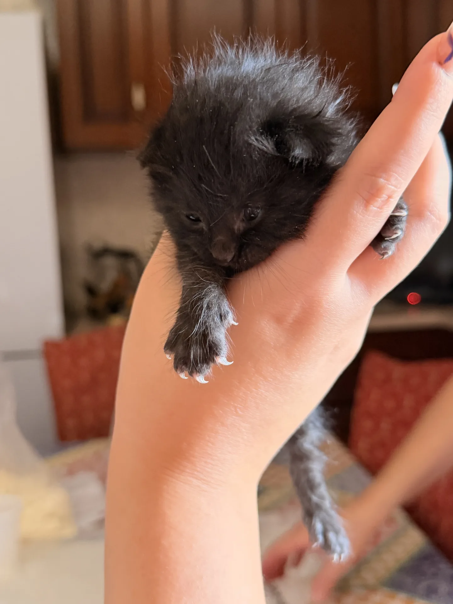 Foto 4 di Briciola, Stella, Nerone, gatto  in adozione