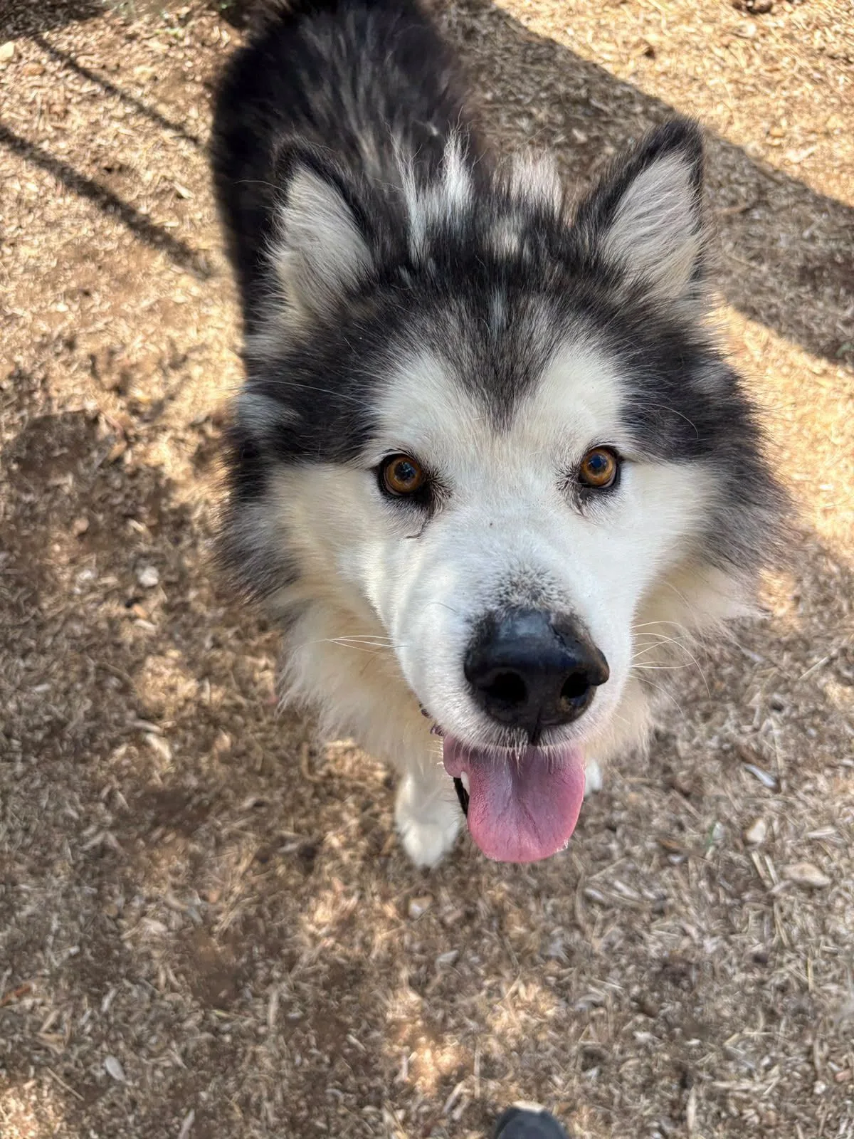 Igor, cane Alaska malamute in adozione a Bari - foto 3