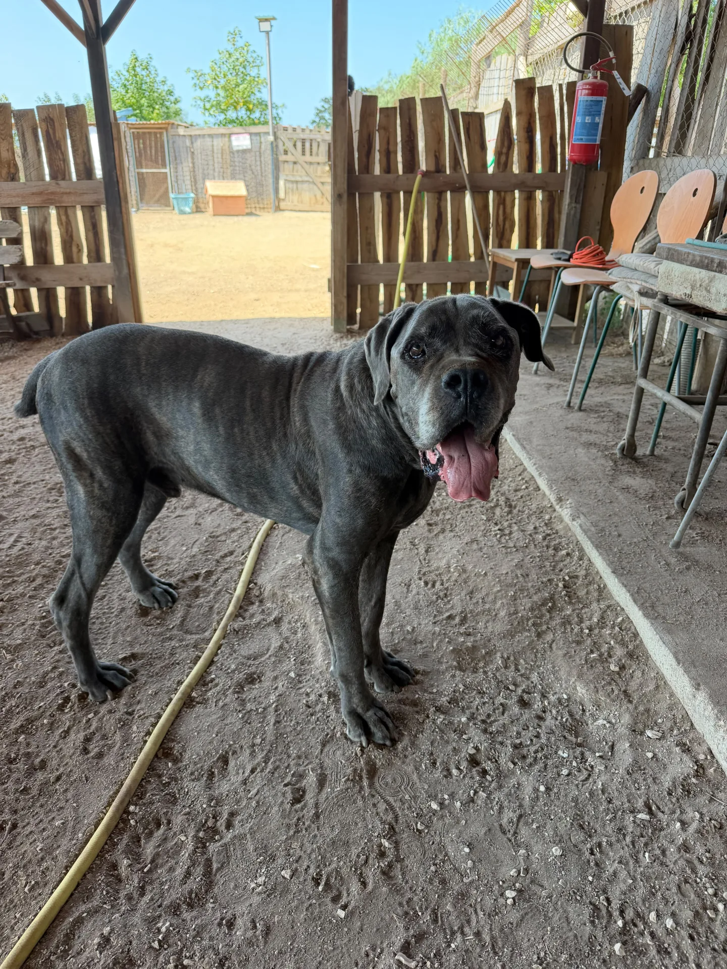Foto 1 di Max, cane Corso in adozione