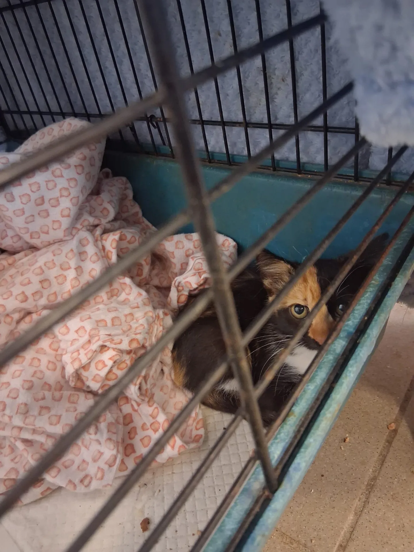 Kikio, gatto Europea in adozione a Alessandria - foto 2