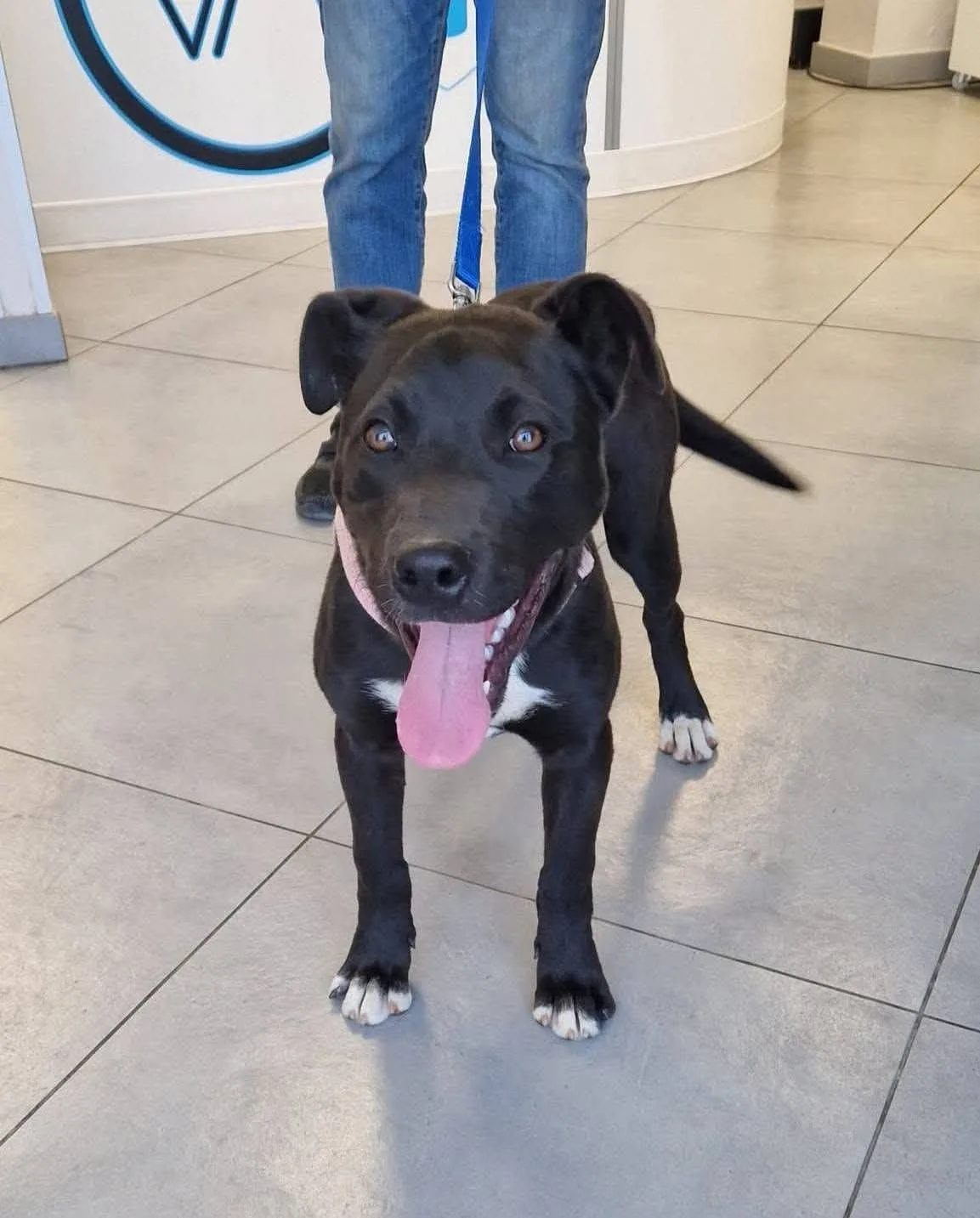 Akira, cane meticcia in adozione a Catanzaro