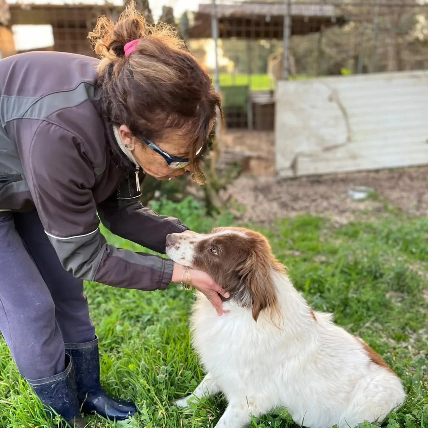 Michele, cane mix border collie in adozione a Latina - foto 4