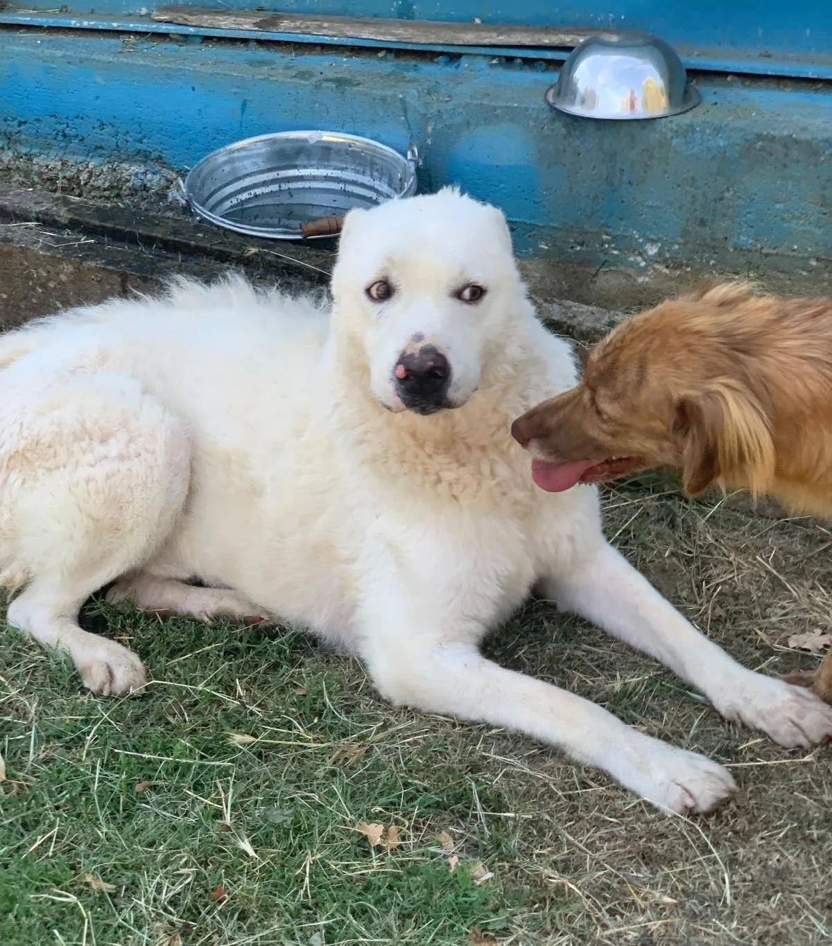 Gustavo, cane meticcio in adozione a Latina - foto 2