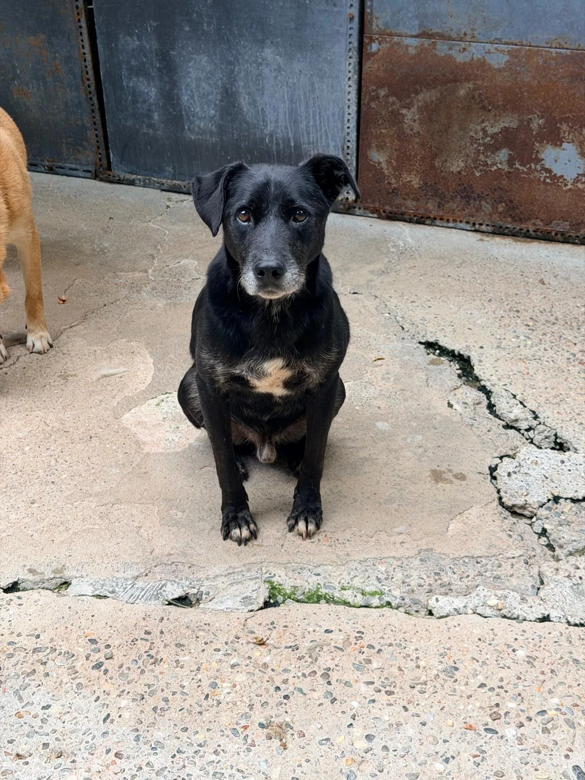 Fulmine, cane Meticcio in adozione a Pavia - foto 4
