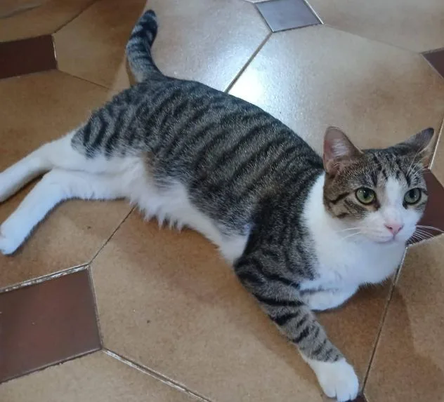 Tigro, gatto in adozione a Latina - foto 2