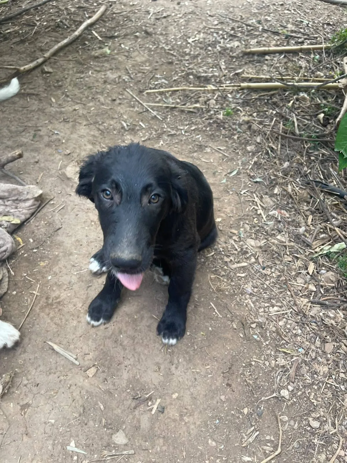 Merlot, cane meticcio in adozione a Latina - foto 2