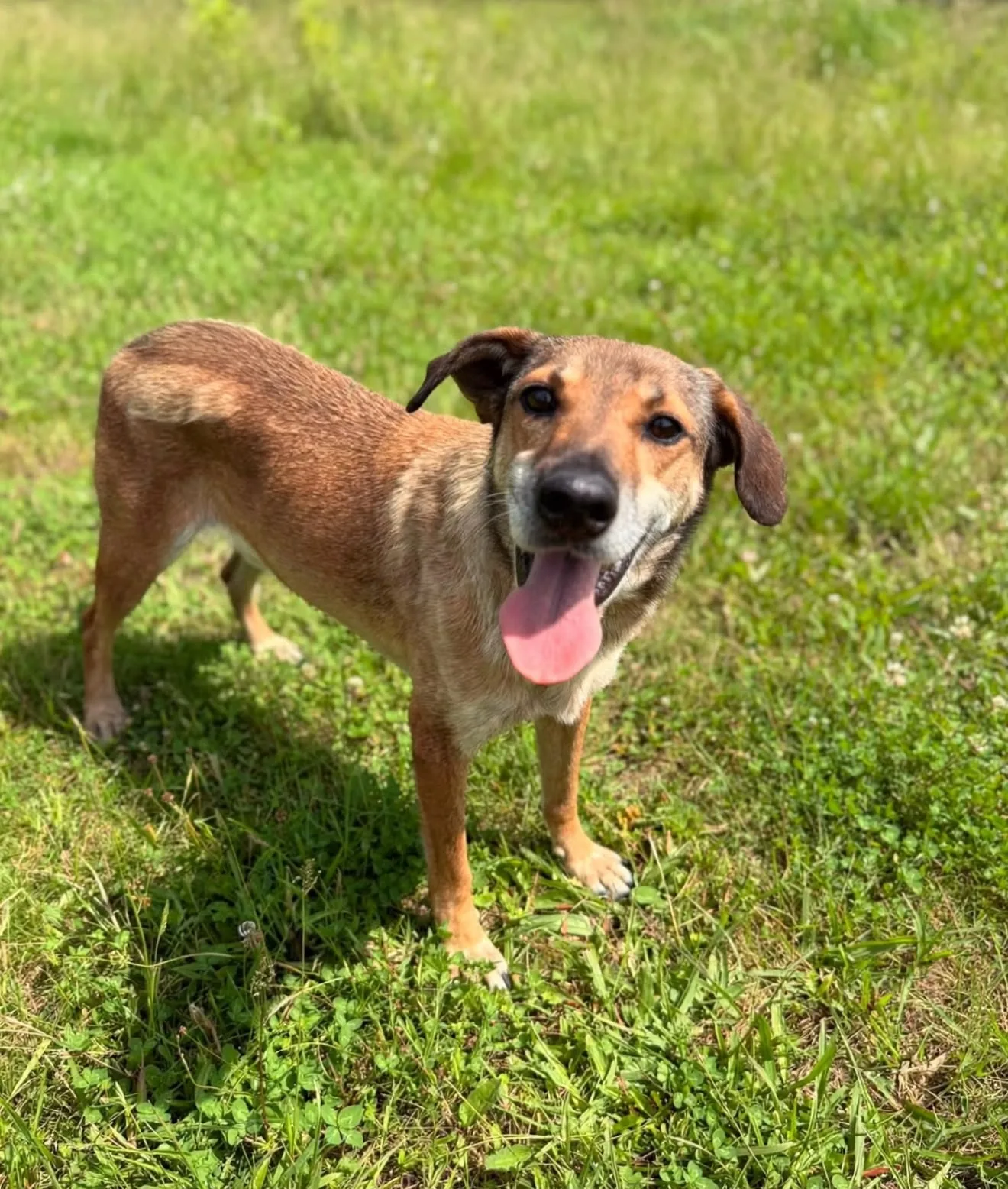 Lana, cane Meticcio in adozione a Lecco - foto 4