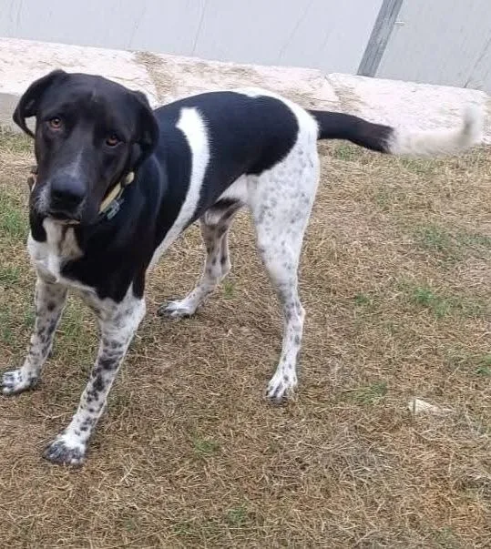 Woody, cane meticcio in adozione a Latina - foto 5