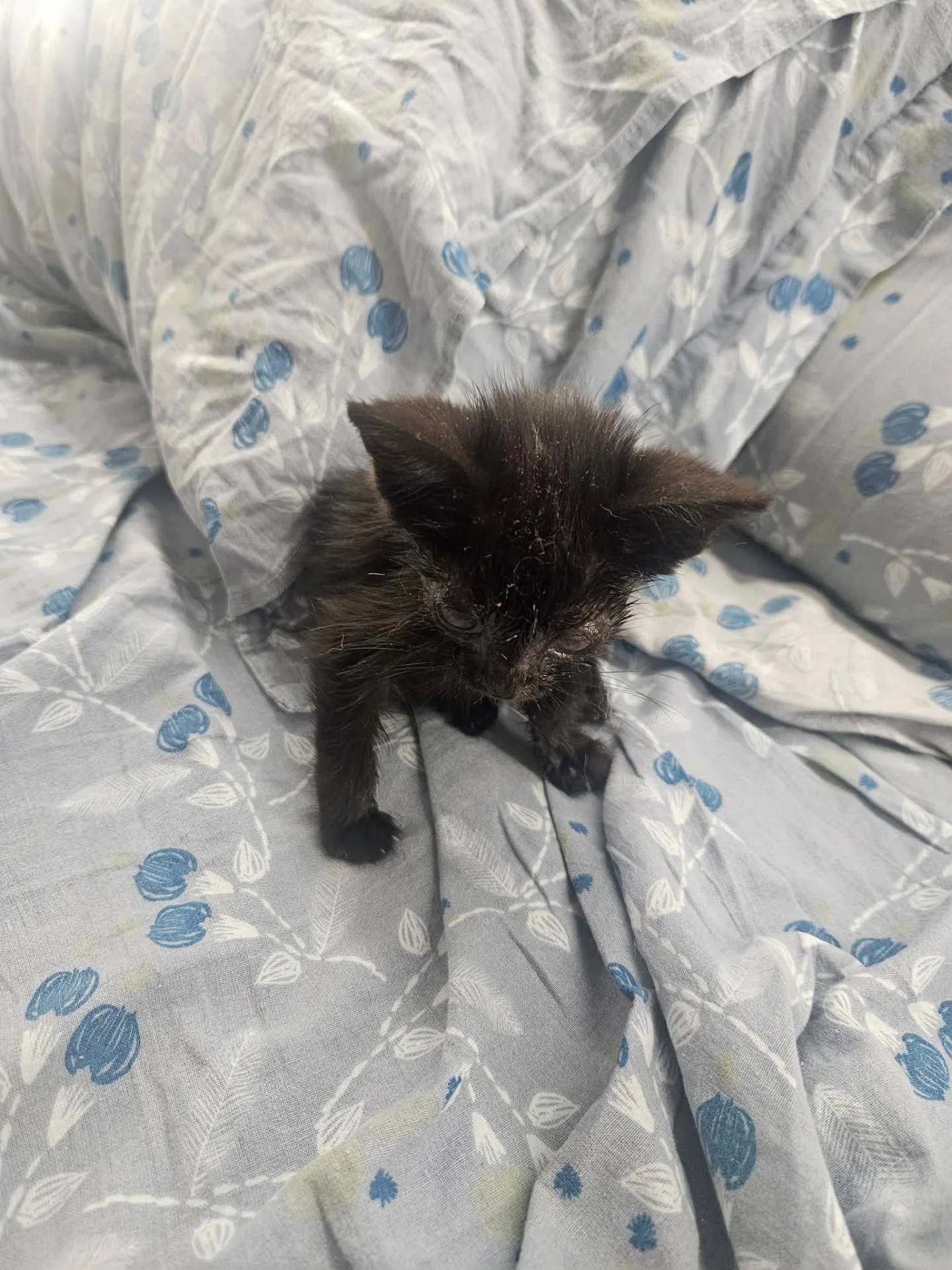 Foto 2 di Nerina, gatto Europeo in adozione