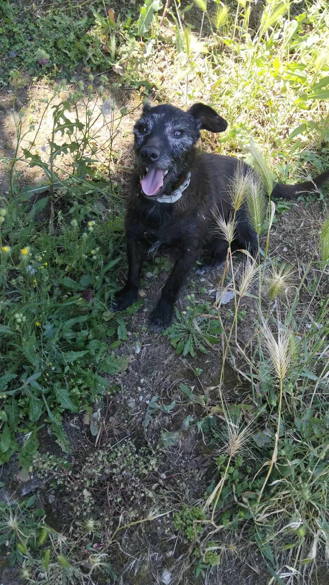 Tobia, cane Meticcio in adozione a Avellino - foto 5