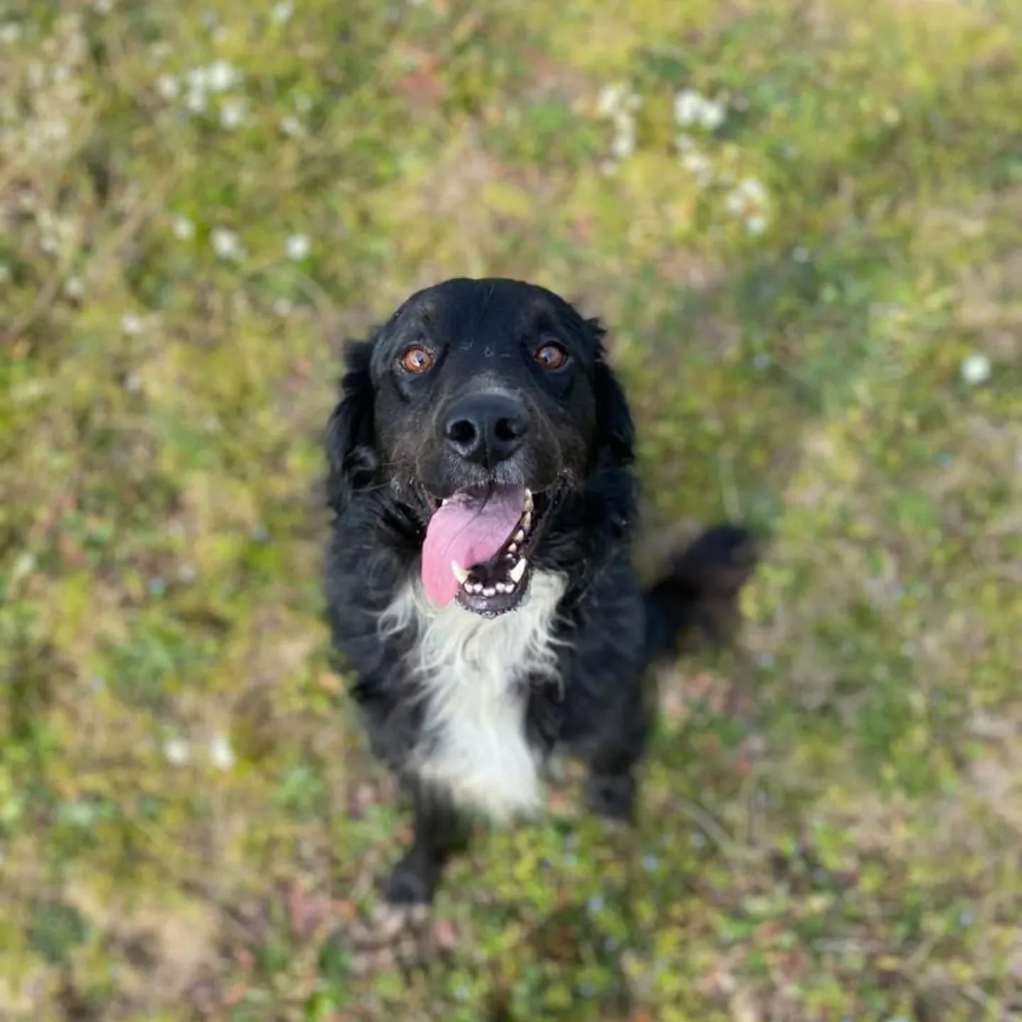 Prince, cane Meticcio in adozione a Latina - foto 2