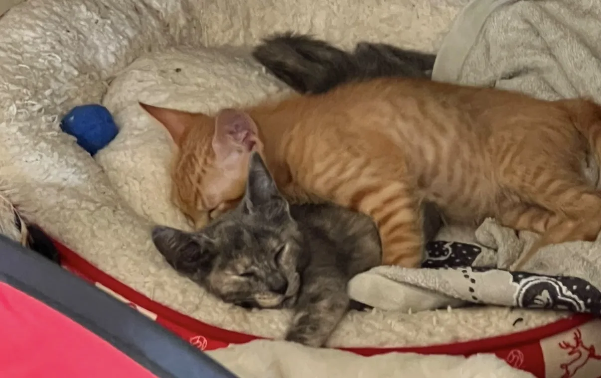 Simba e Nala, cane Europeo in adozione a Vibo Valentia - foto 2