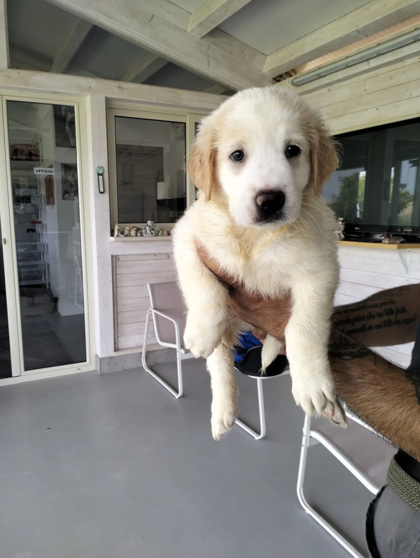 Pepa, cane Meticcio in adozione a Siracusa - foto 2