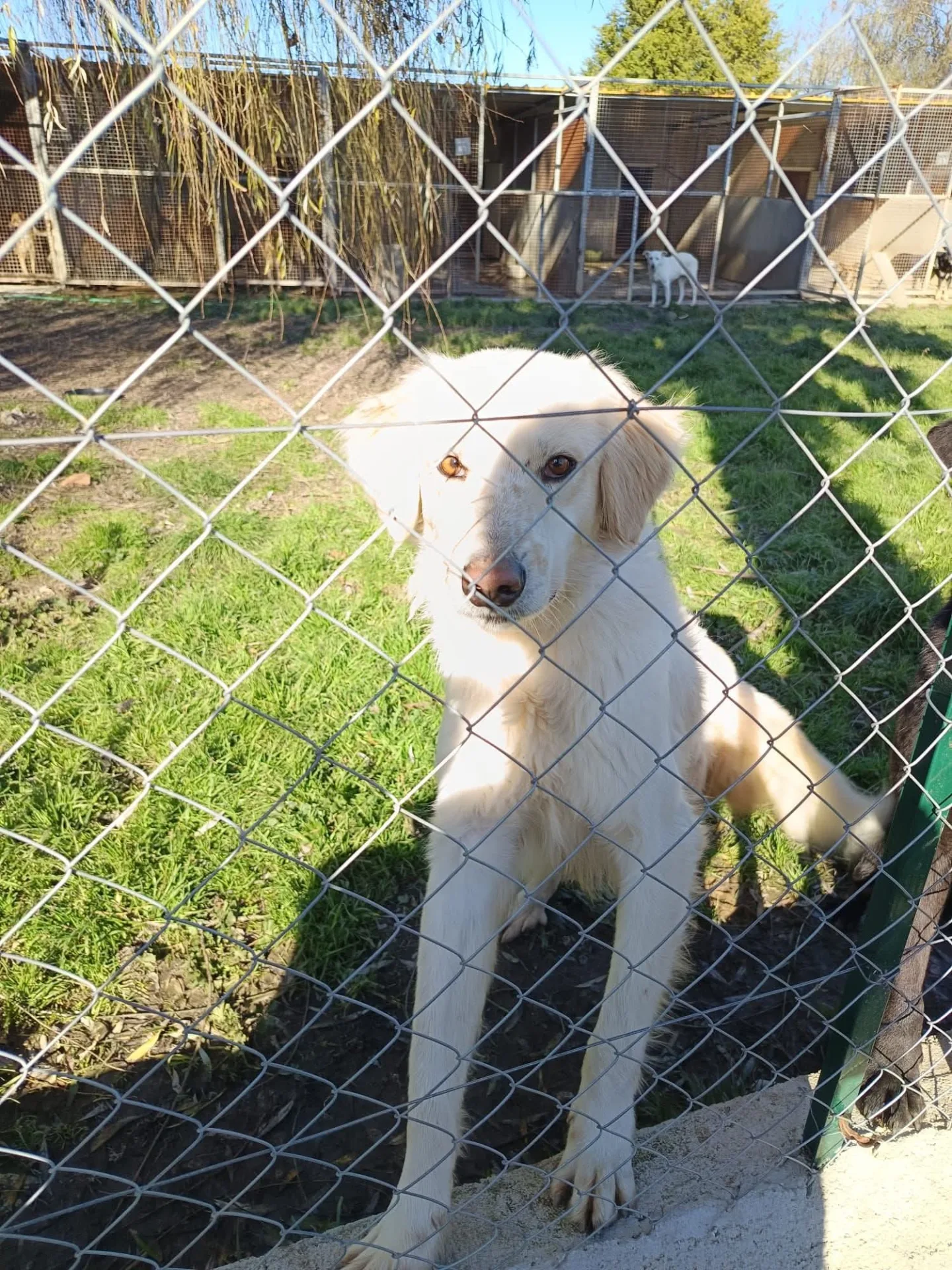 Groviera, cane Meticcio in adozione a Vibo Valentia