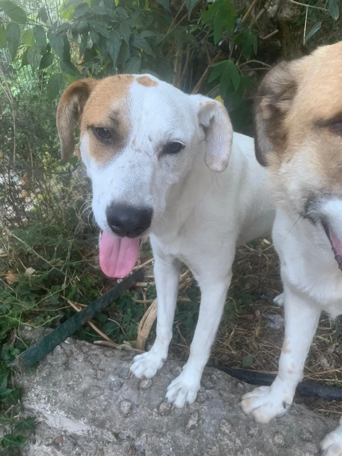 Isa, cane meticcio in adozione a Latina - foto 1
