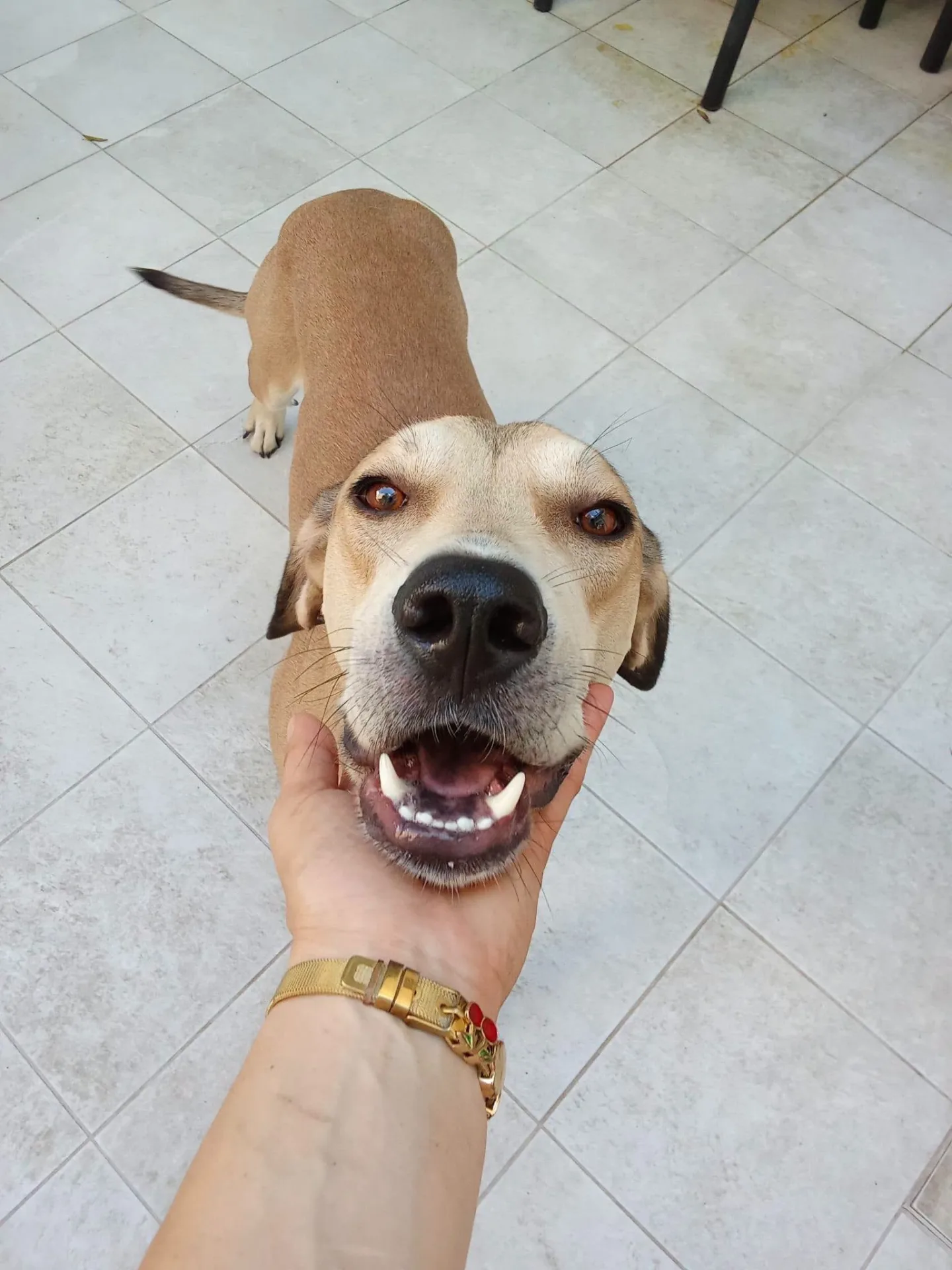 Cisko, cane Meticcio in adozione a Vibo Valentia - foto 2