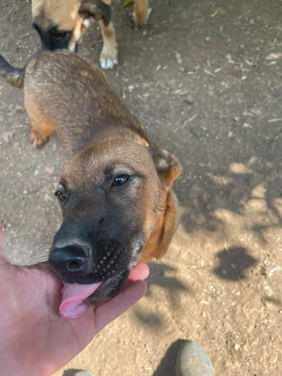 Bettina, cane meticcio in adozione a Latina - foto 3
