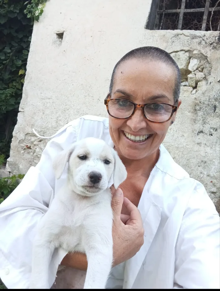 Foto 2 di Morgana, cane Simil labrador in adozione