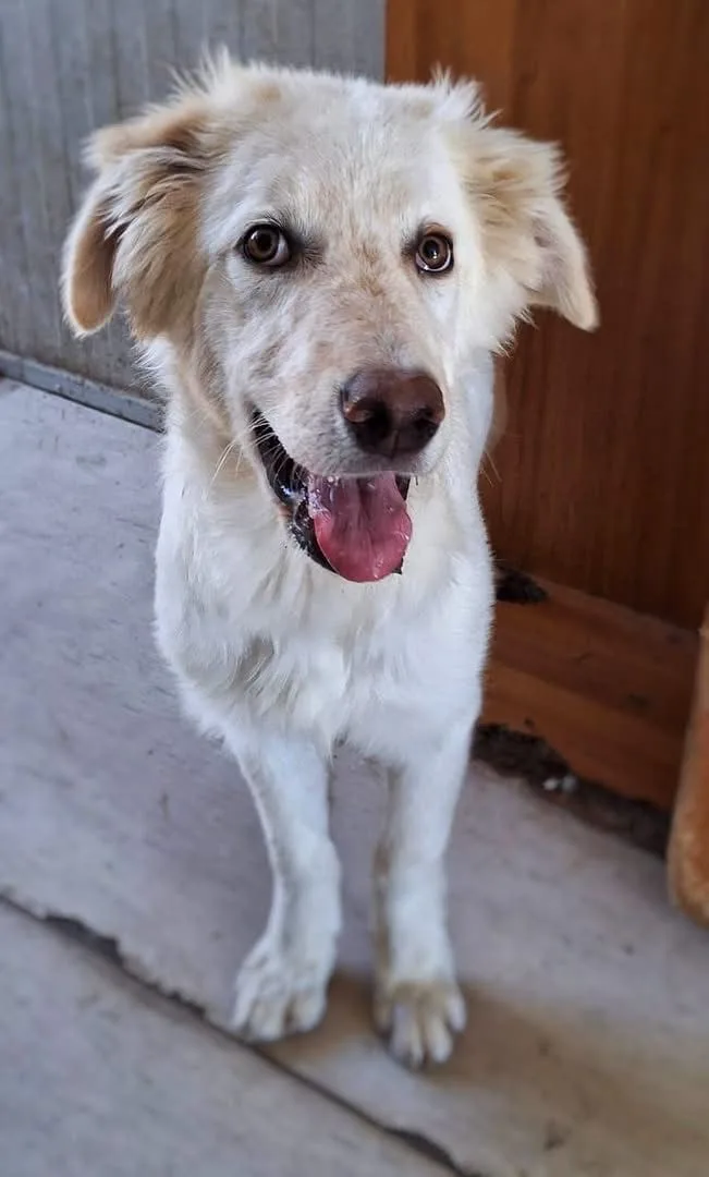 Eros, cane Meticcio in adozione a Crotone - foto 2