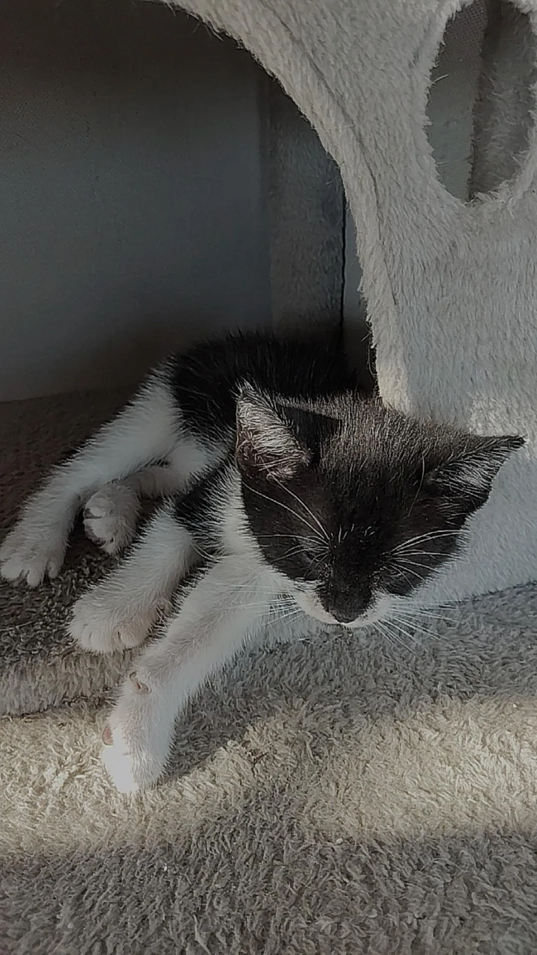 Silvestro, gatto Europeo in adozione a Trapani - foto 4