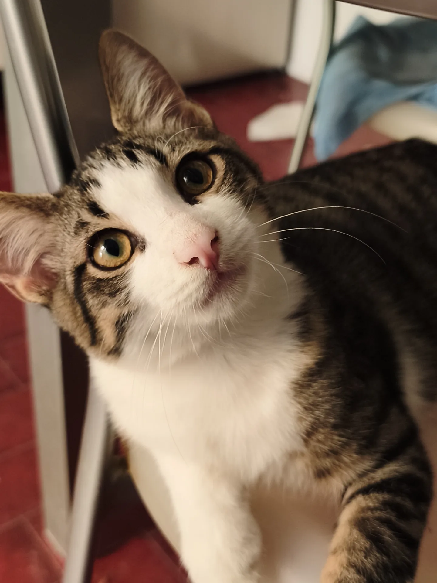 Biscotto, gatto Europeo adottato a Latina - foto 5