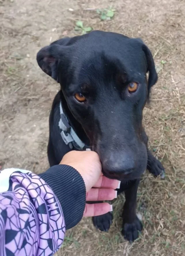 Buzz, cane meticcio in adozione a Latina - foto 3