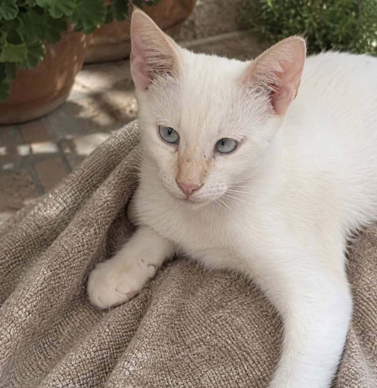 Blanco, gatto Europeo in adozione a Vibo Valentia