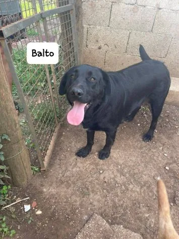 Balto, cane meticcio in adozione a Latina - foto 4