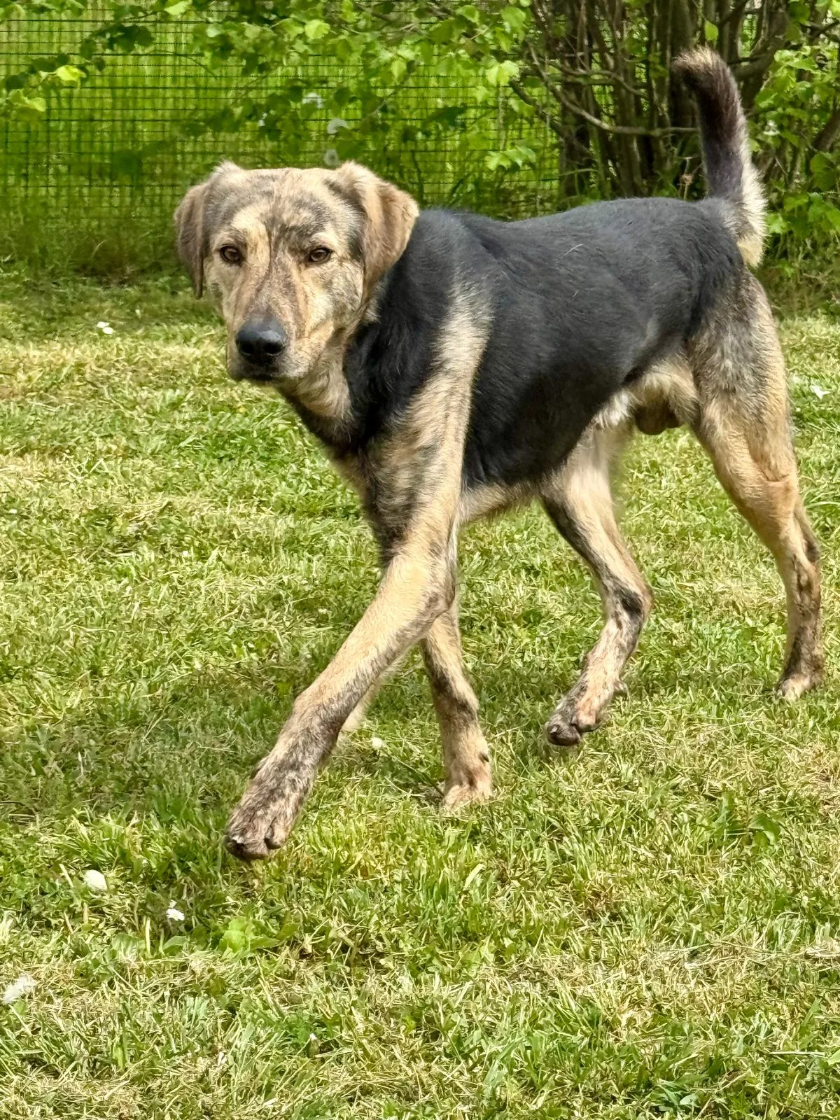 Packy, cane Meticcio in adozione a Treviso - foto 2