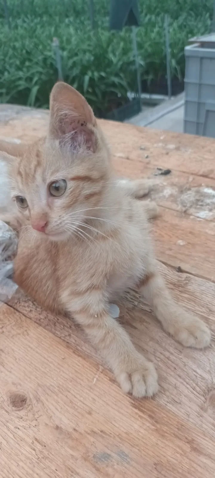 Pesca, gatto Europeo in adozione a Napoli - foto 1