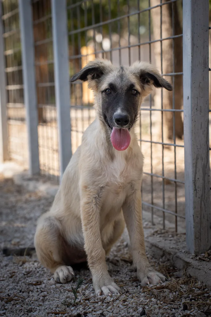 Valeria 💗, cane Meticcio in adozione a Bari