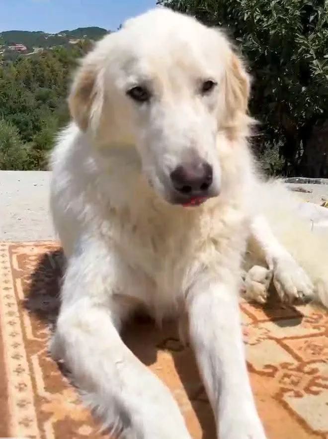Thiago, cane Mix Pastore abruzzese in adozione a Firenze - foto 2