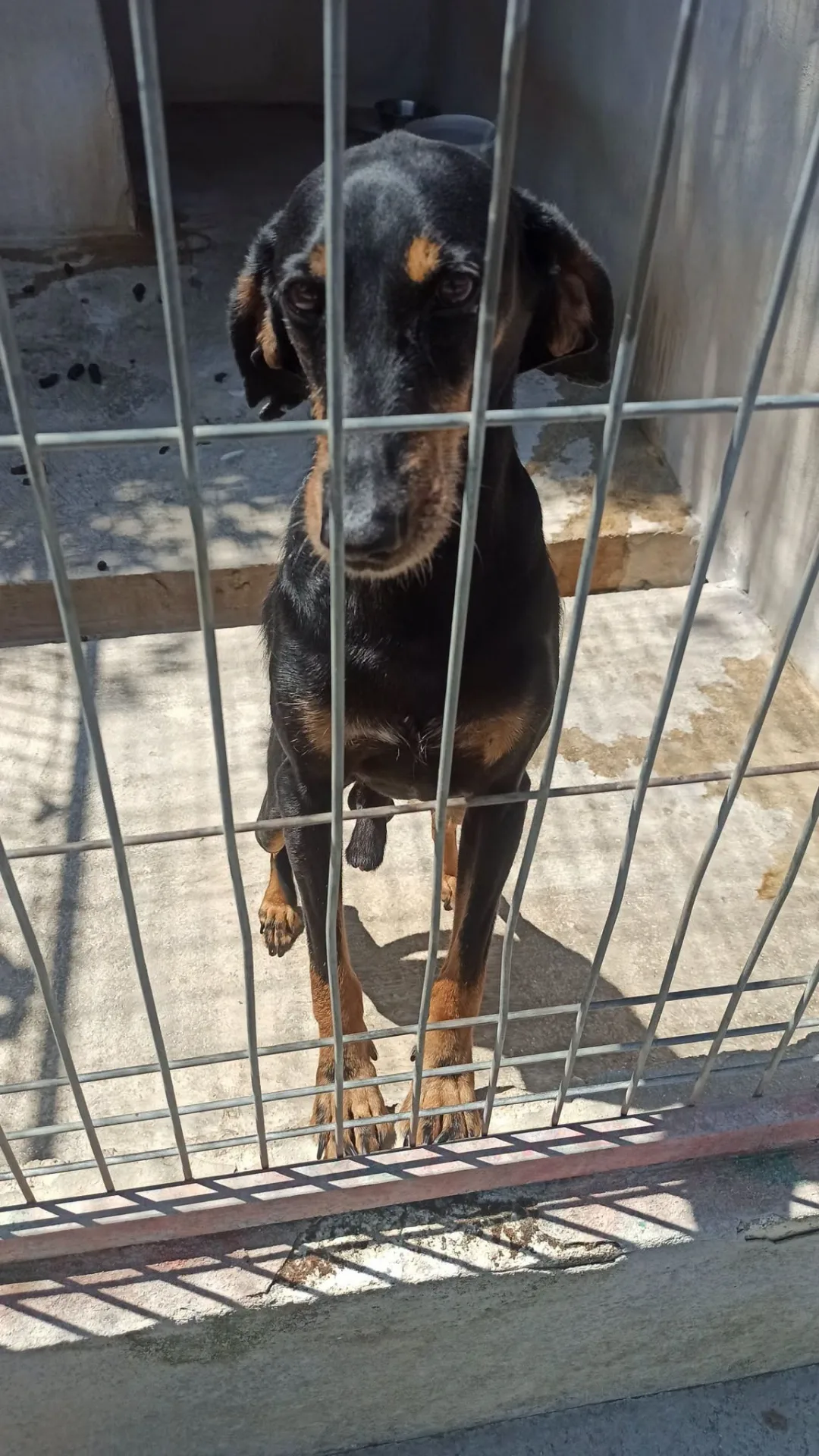 Ali, cane Segugio in adozione a Bari - foto 2