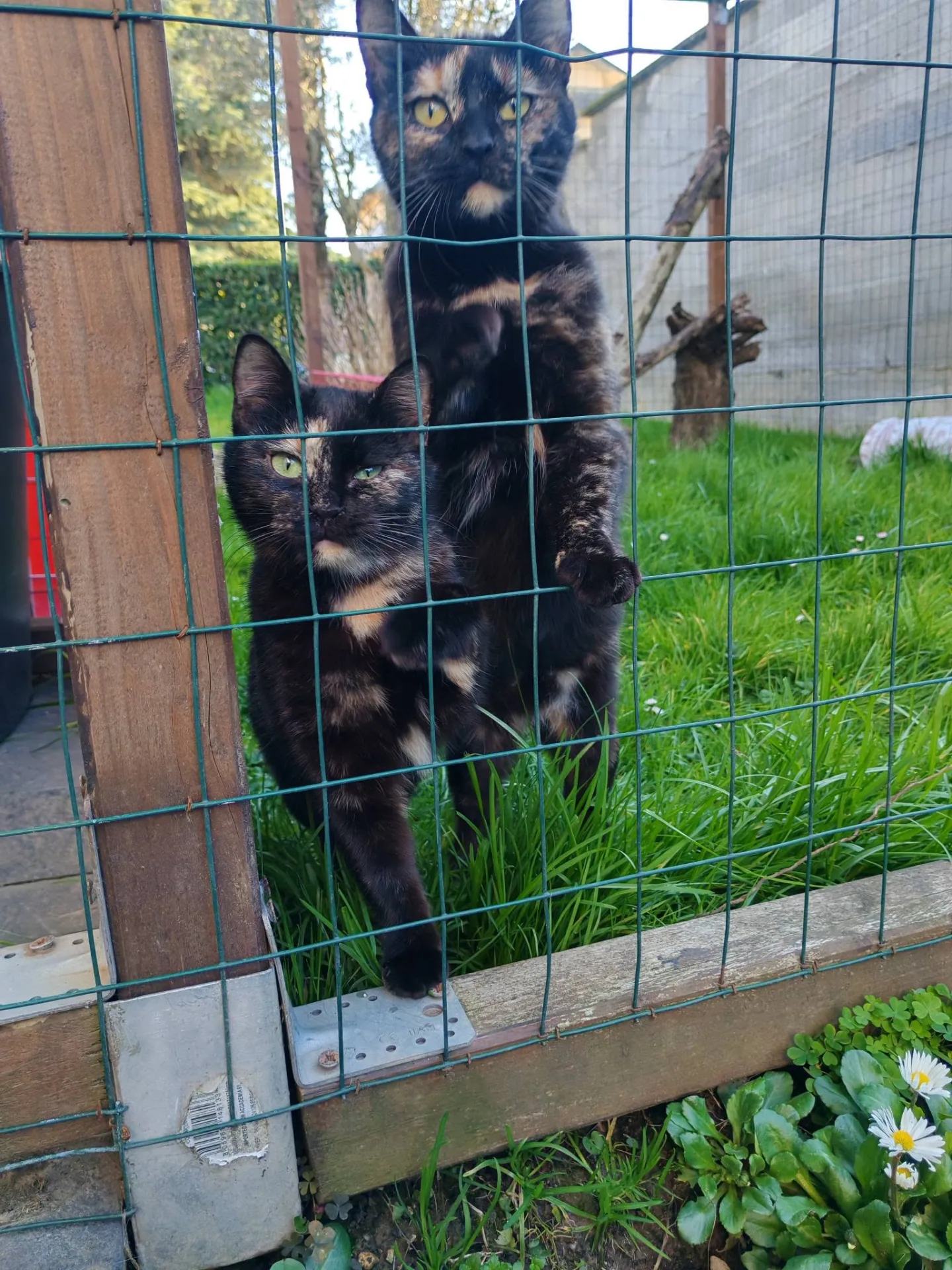 Cassandra e Sibilla, gatto europeo in adozione a Milano - foto 1