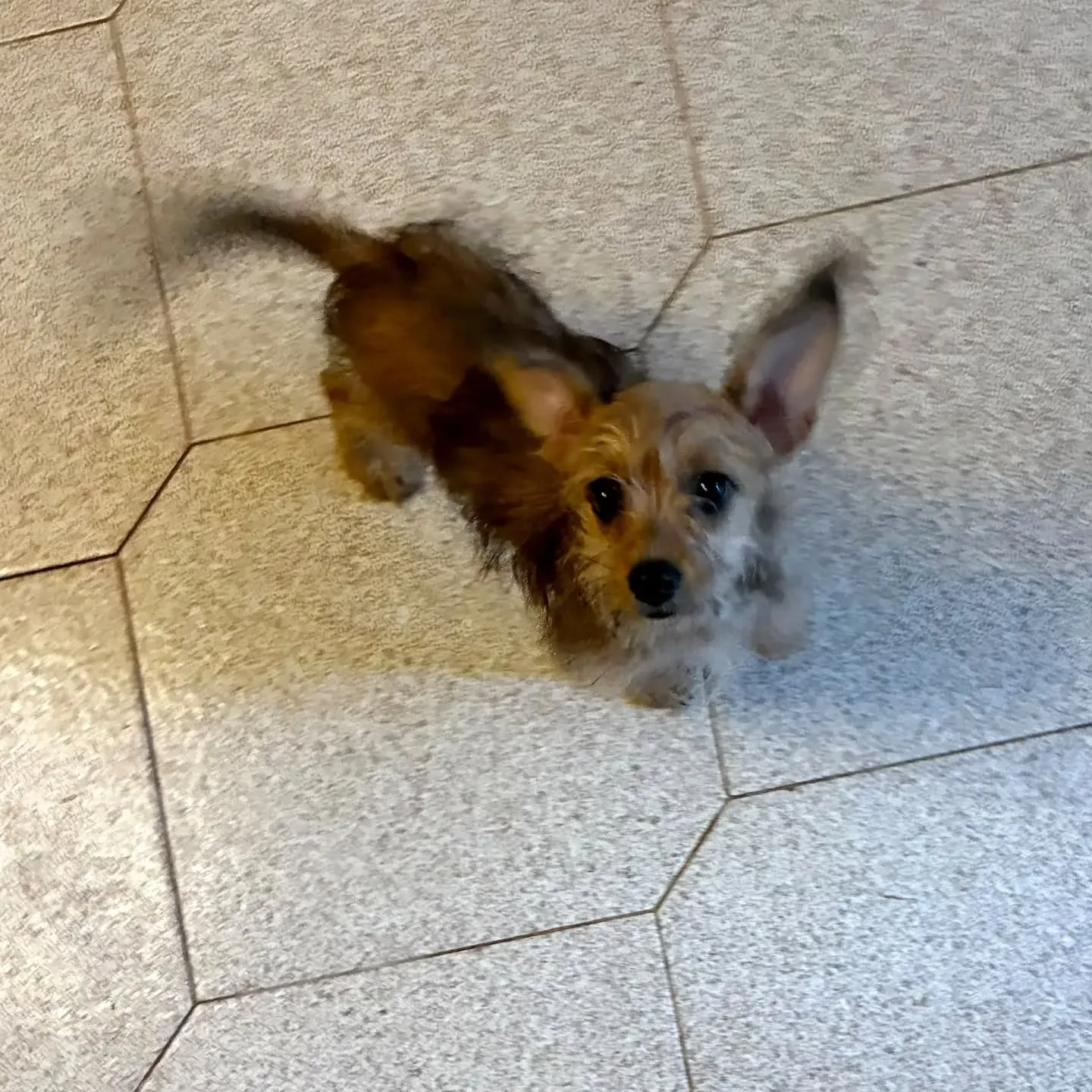 PIMPI, cane incrocio chihuahua yorkshire in adozione a Latina - foto 3
