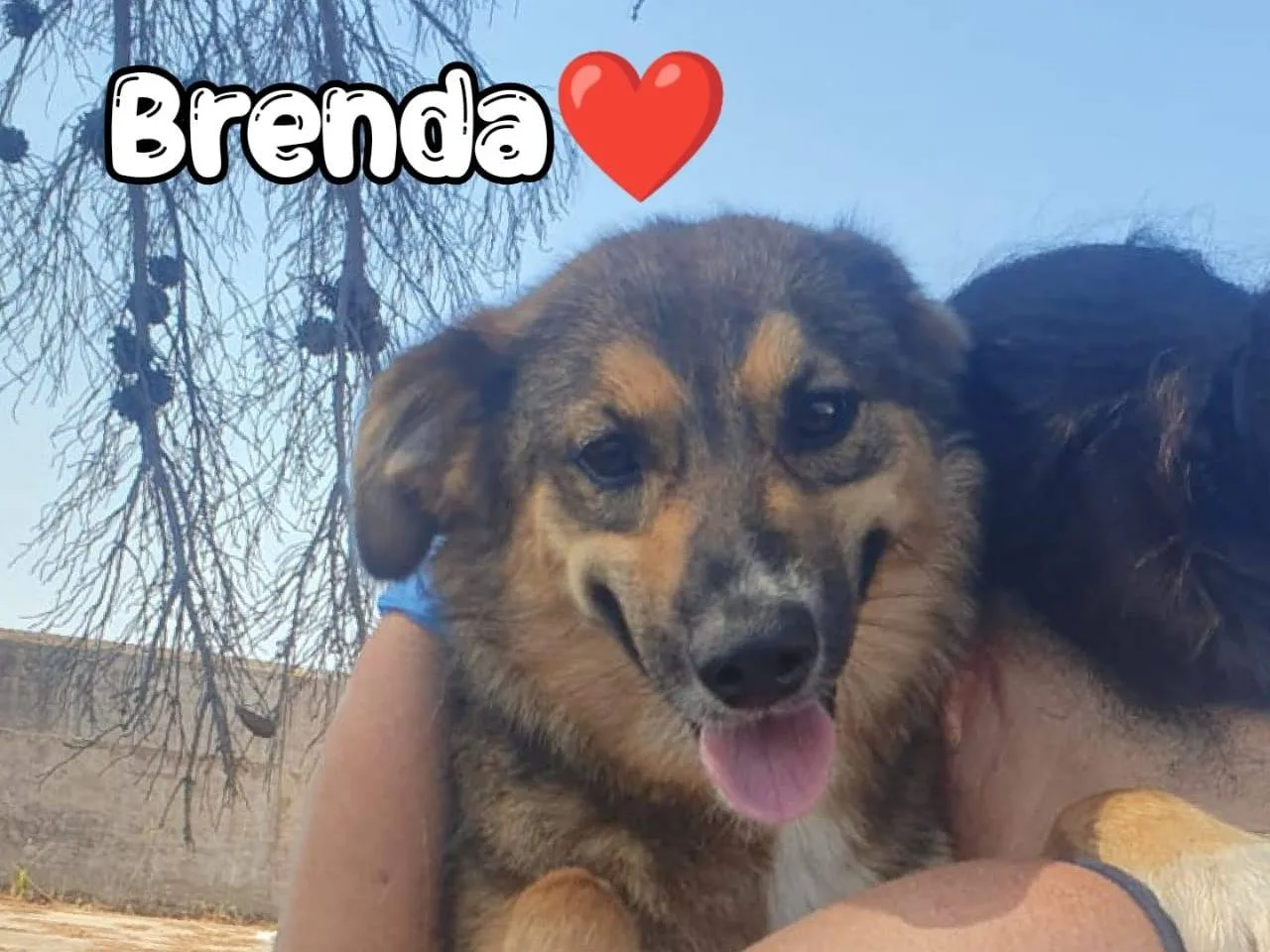 Brenda, cane Meticcio in adozione a Crotone - foto 1