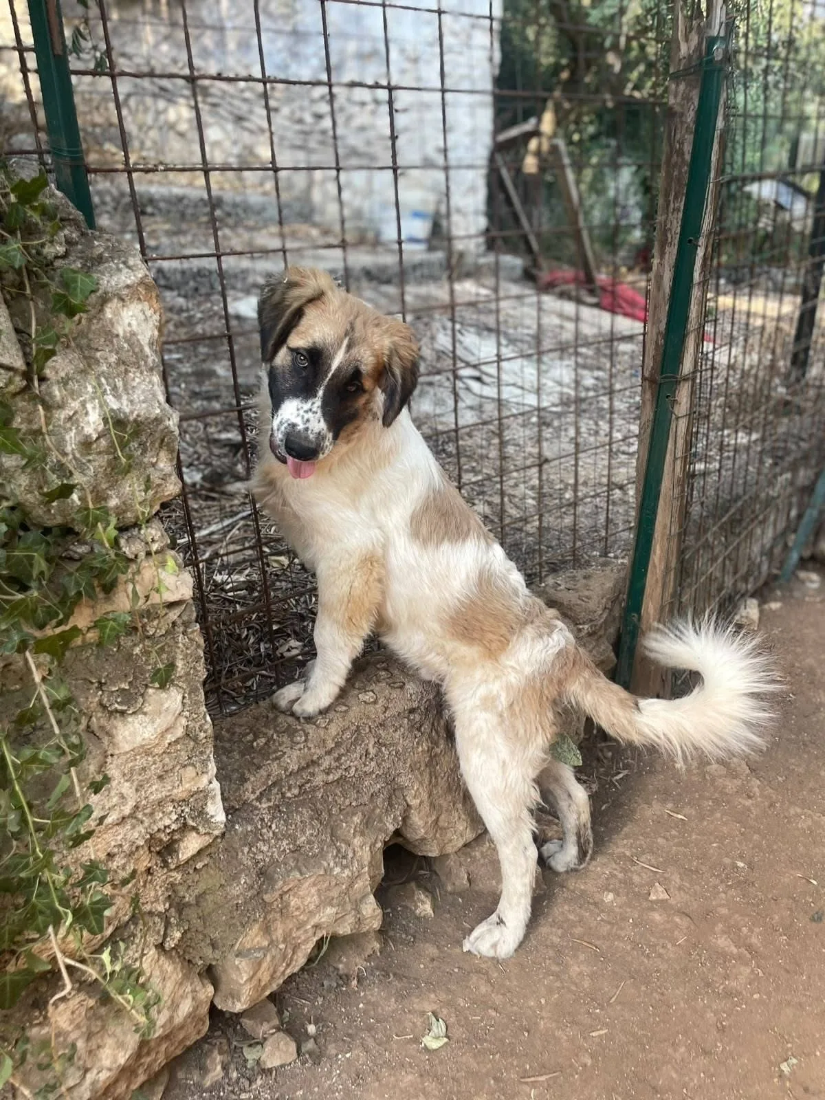 Lillino, cane meticcio in adozione a Latina - foto 2