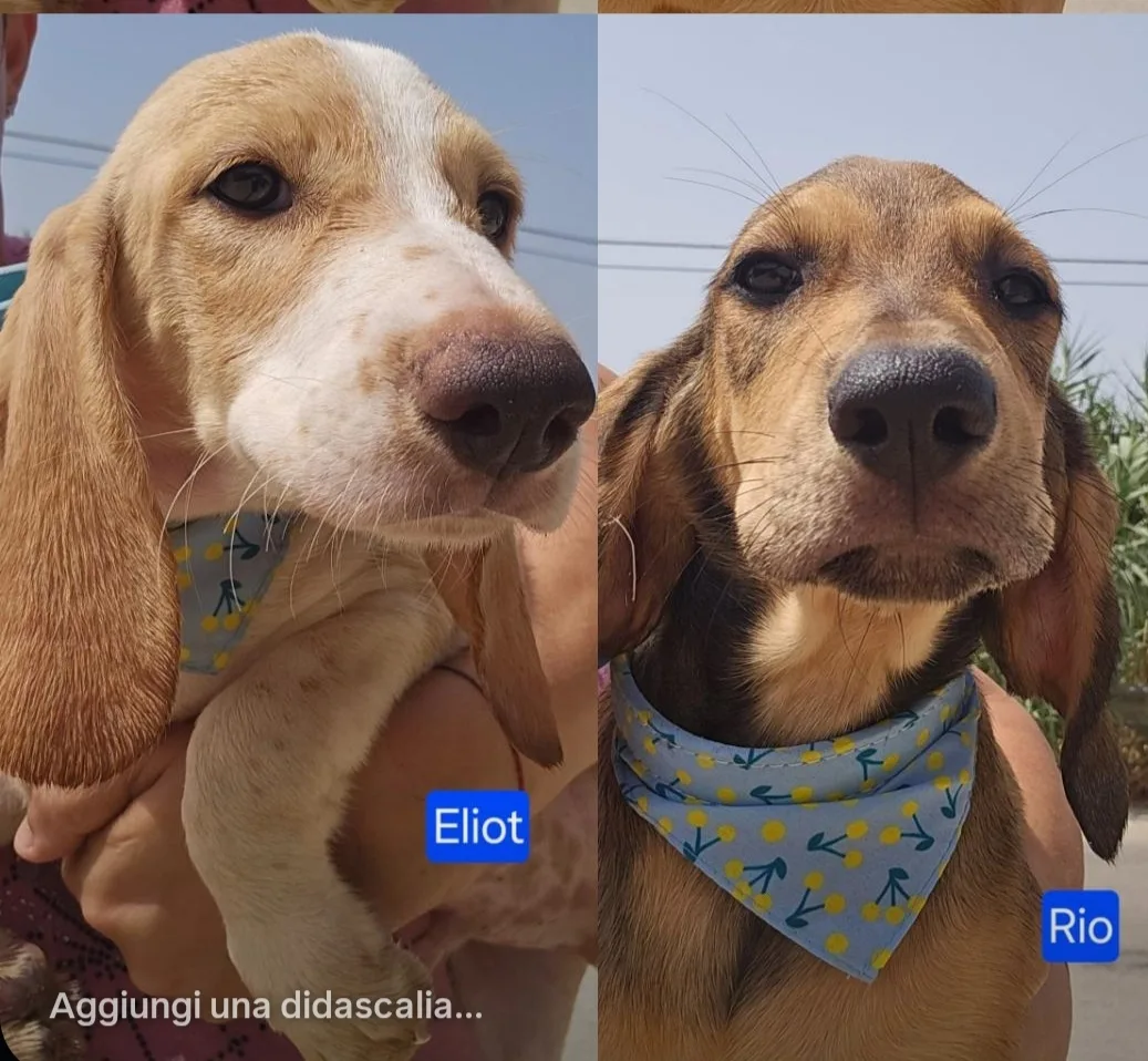 Eliot Rio, cane Meticcio in adozione a Agrigento - foto 1