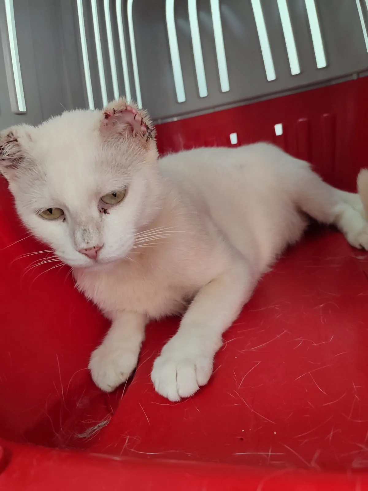Ahdream, gatto in adozione a Roma