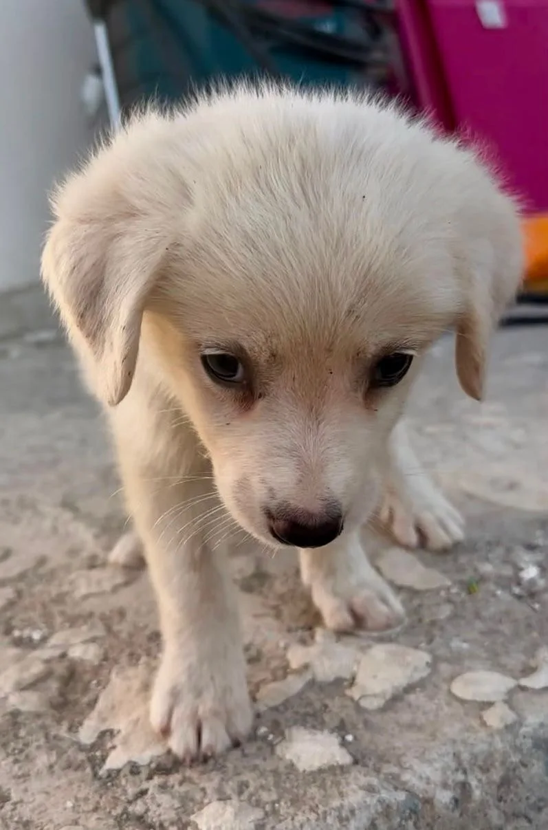 Aurora, cane Meticcio in adozione a Crotone - foto 3