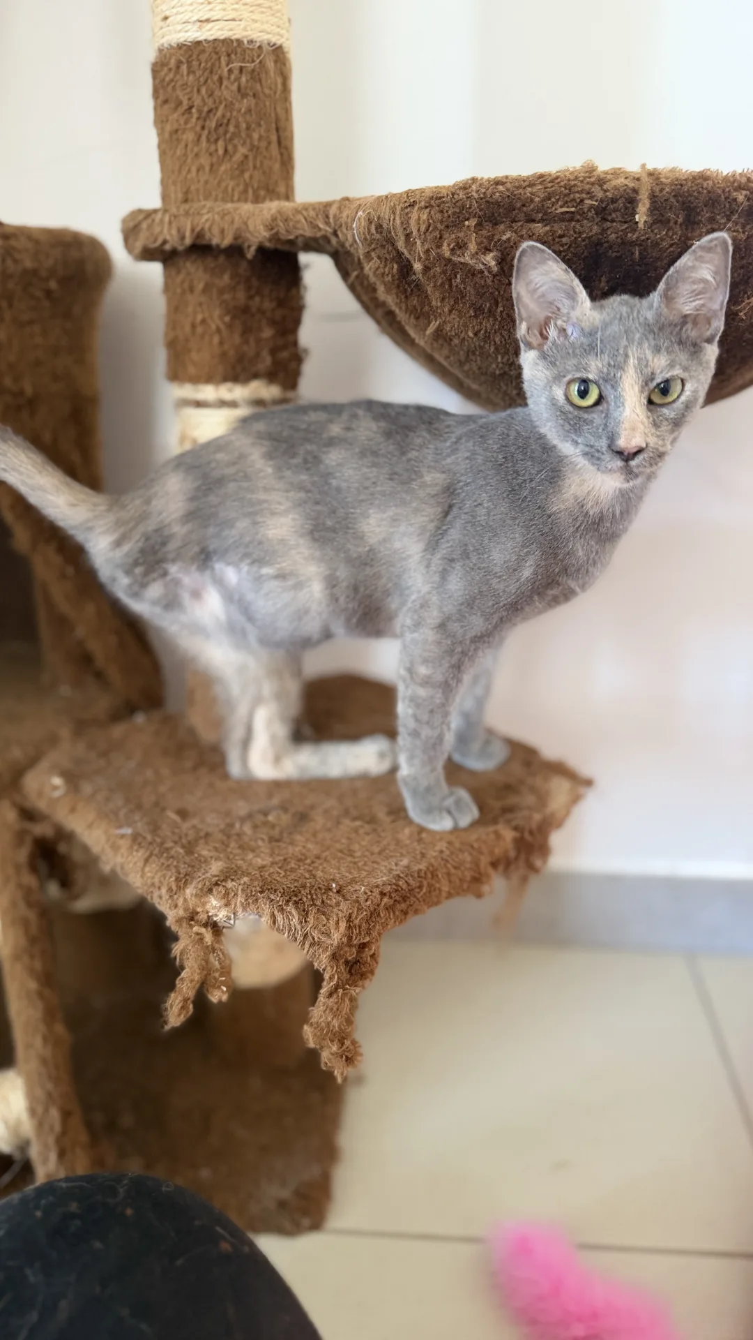 Micina, gatto Europeo in adozione a Bari - foto 4