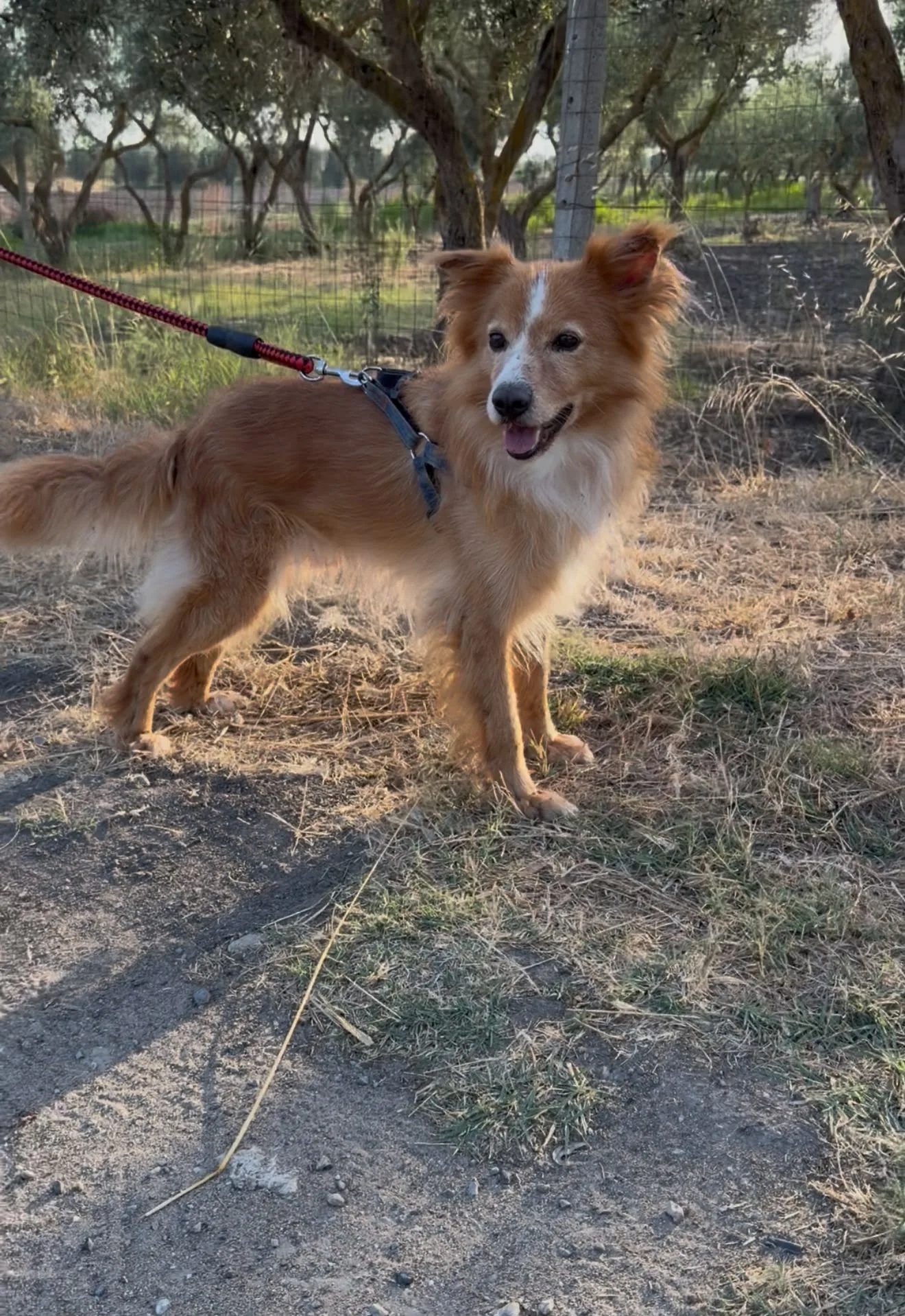 Ricky, cane Incrocio Volpino in adozione a Crotone - foto 2