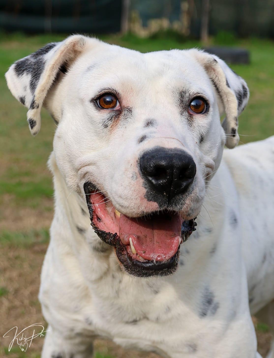 Dal, cane Simil Dogo Argentino in adozione