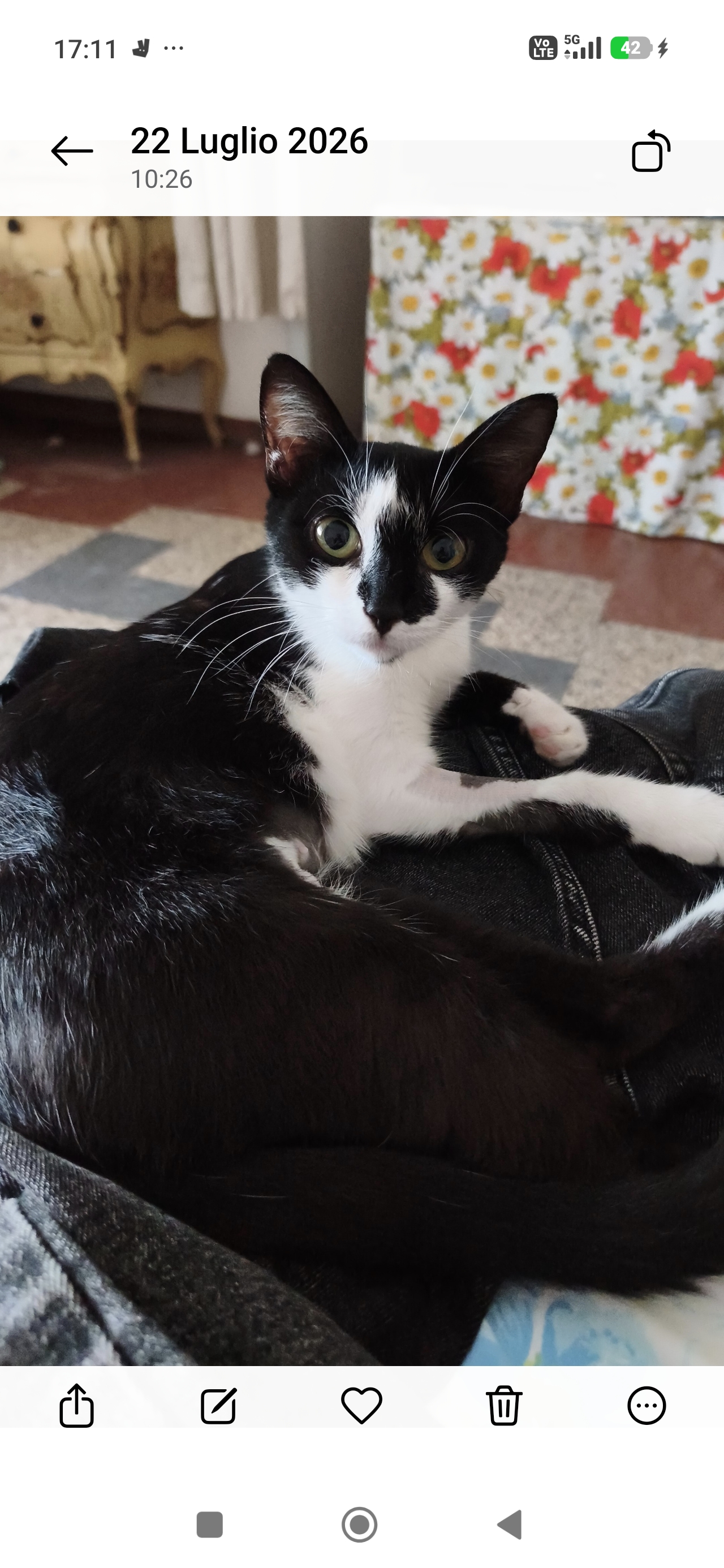 Foto 2 di Fiammetta, gatto Europeo in adozione