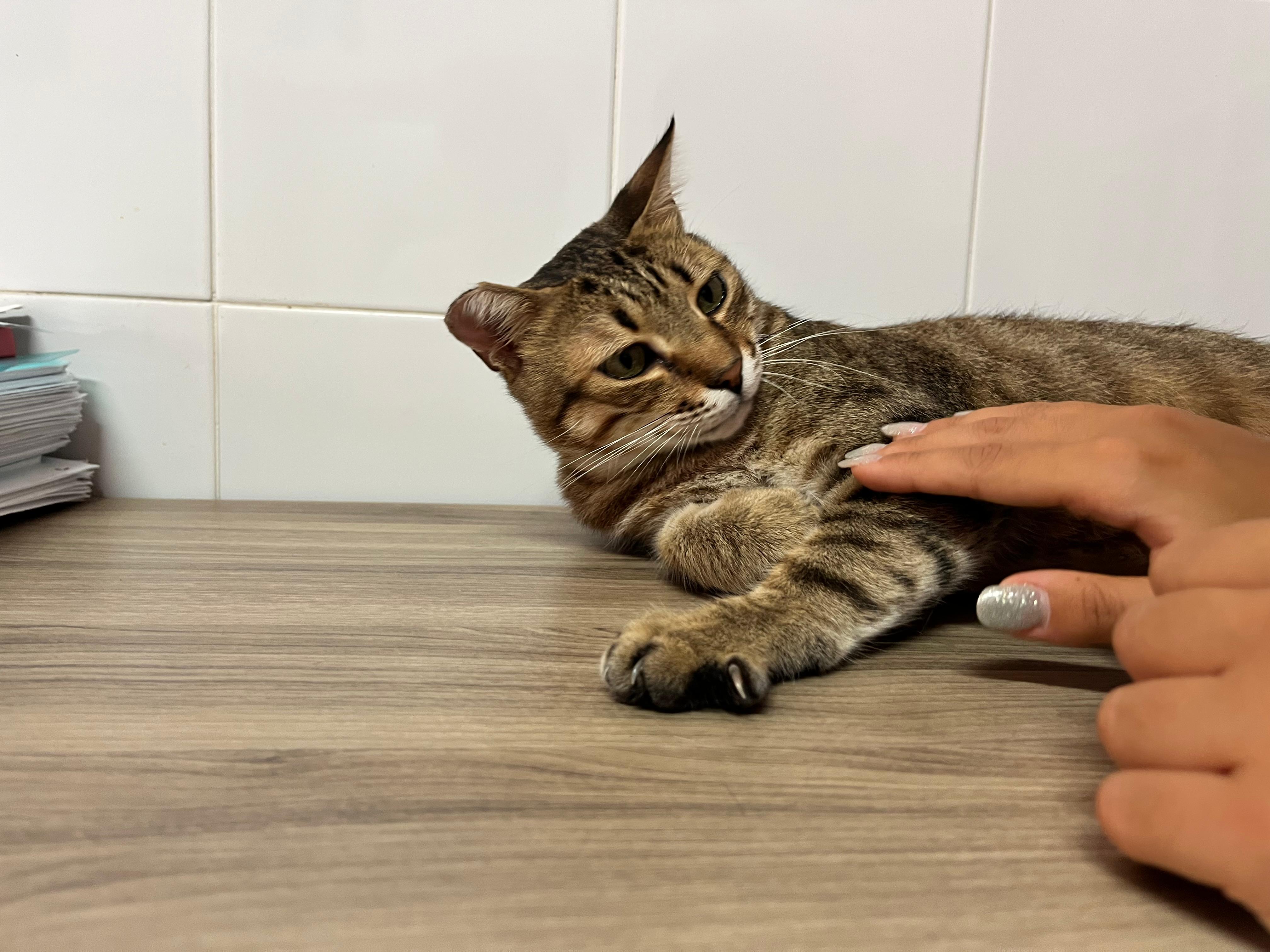 Foto 3 di BONBON, gatto EUROPEO in adozione